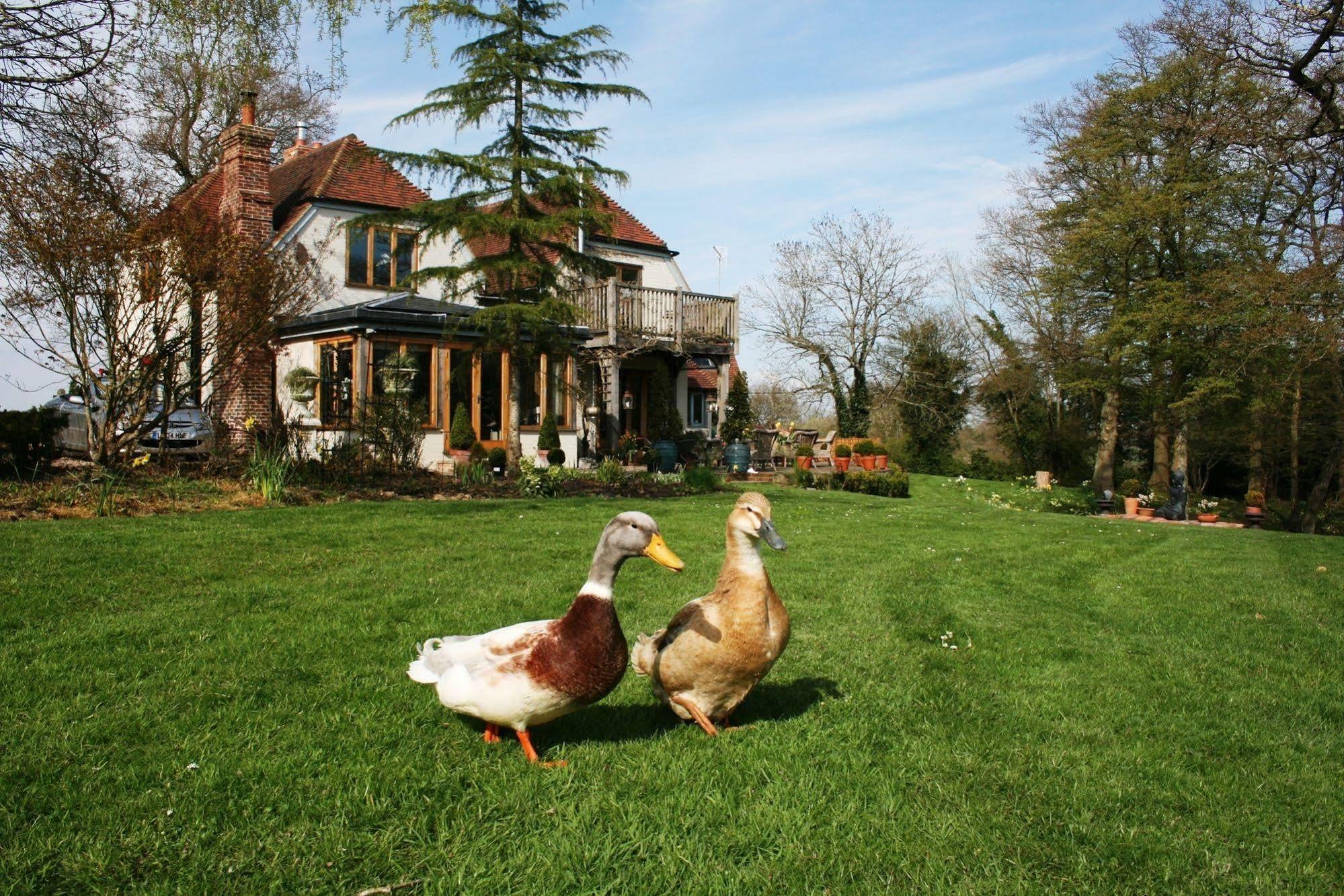 Shoyswell Cottage Hurst Green  Esterno foto
